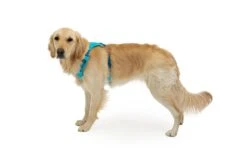 Ruffwear Hi & Light Harness Twilight Gray -Ruffwear Verkaufsgeschäft web 3082 hi and light blue atoll millie medium.40d82f3b5f9e 1