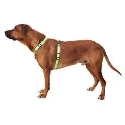Wolters Geschirr Soft & Safe Professional -Ruffwear Verkaufsgeschäft wolters hundegeschirr soft safe professional 1541167496