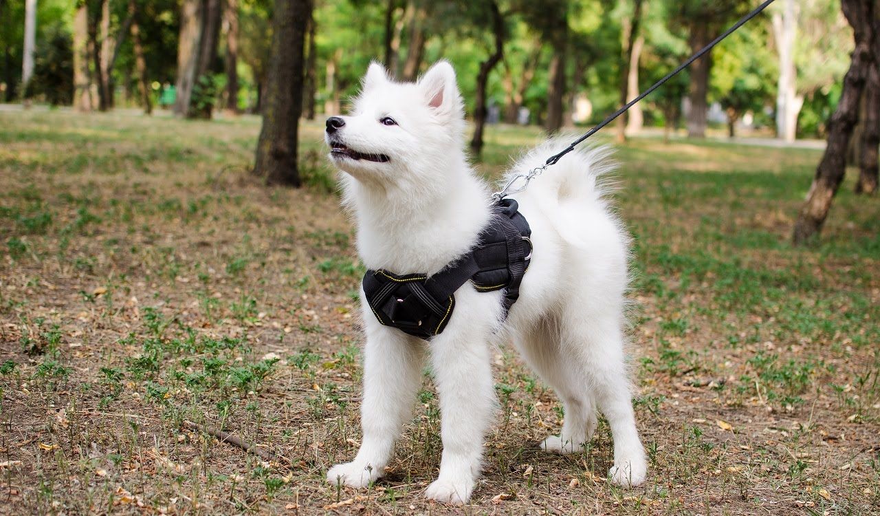 Ruffwear Verkaufsgeschäft -Ruffwear Verkaufsgeschäft 2bcb874da6d1426c5b26bb56c8e54c92