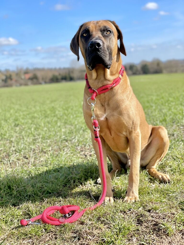 Ruffwear Verkaufsgeschäft -Ruffwear Verkaufsgeschäft IMG 47562028129 1920x1920 768x1024 1